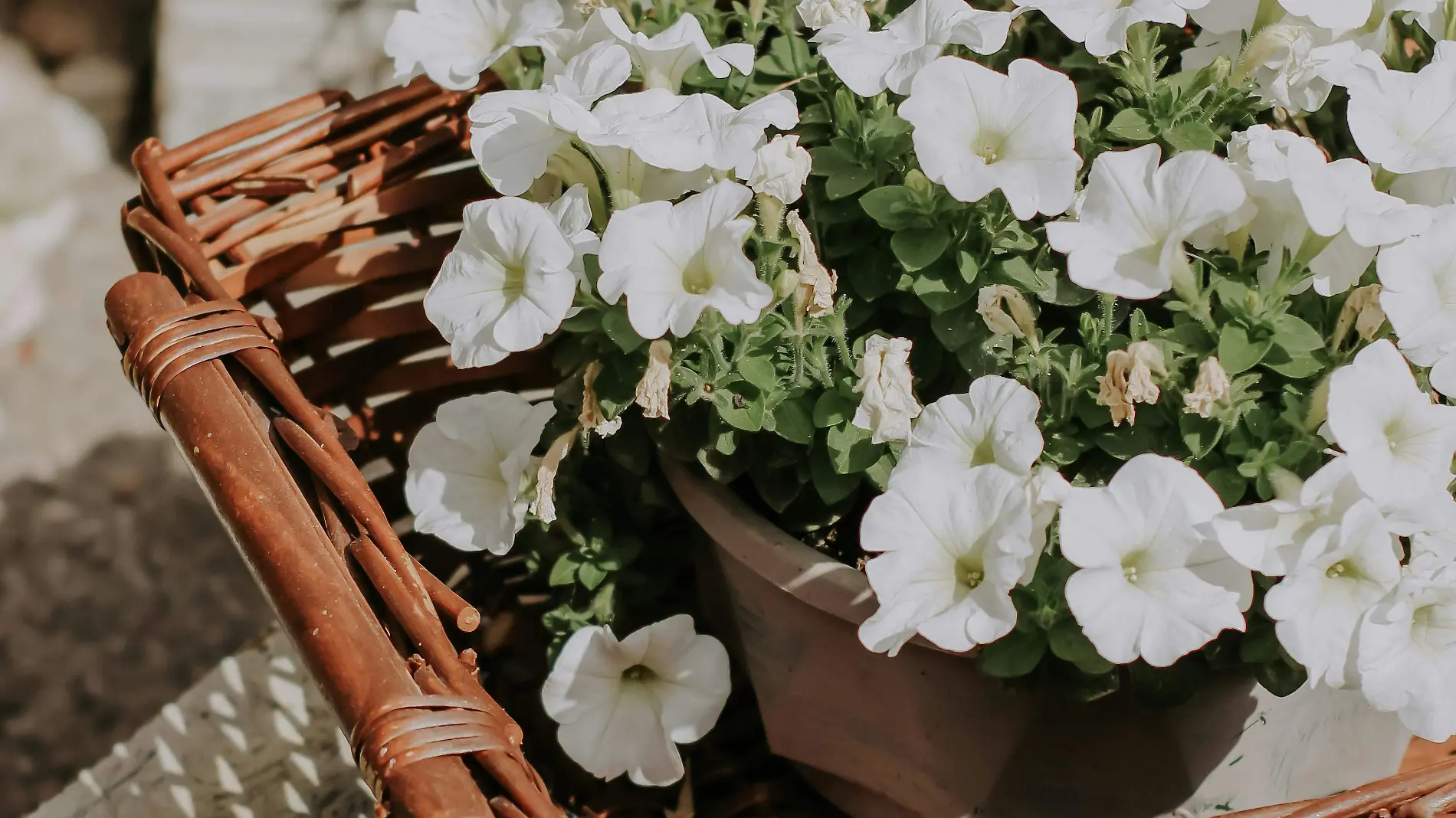 Petunias