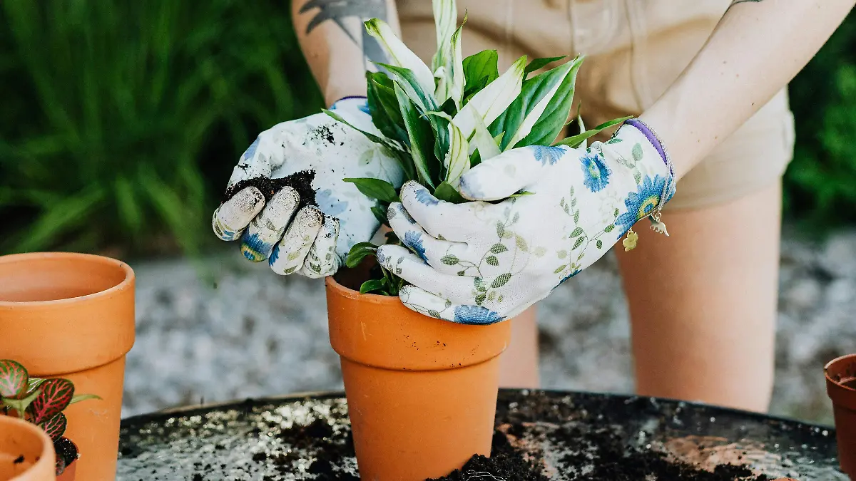 plantas de exterior