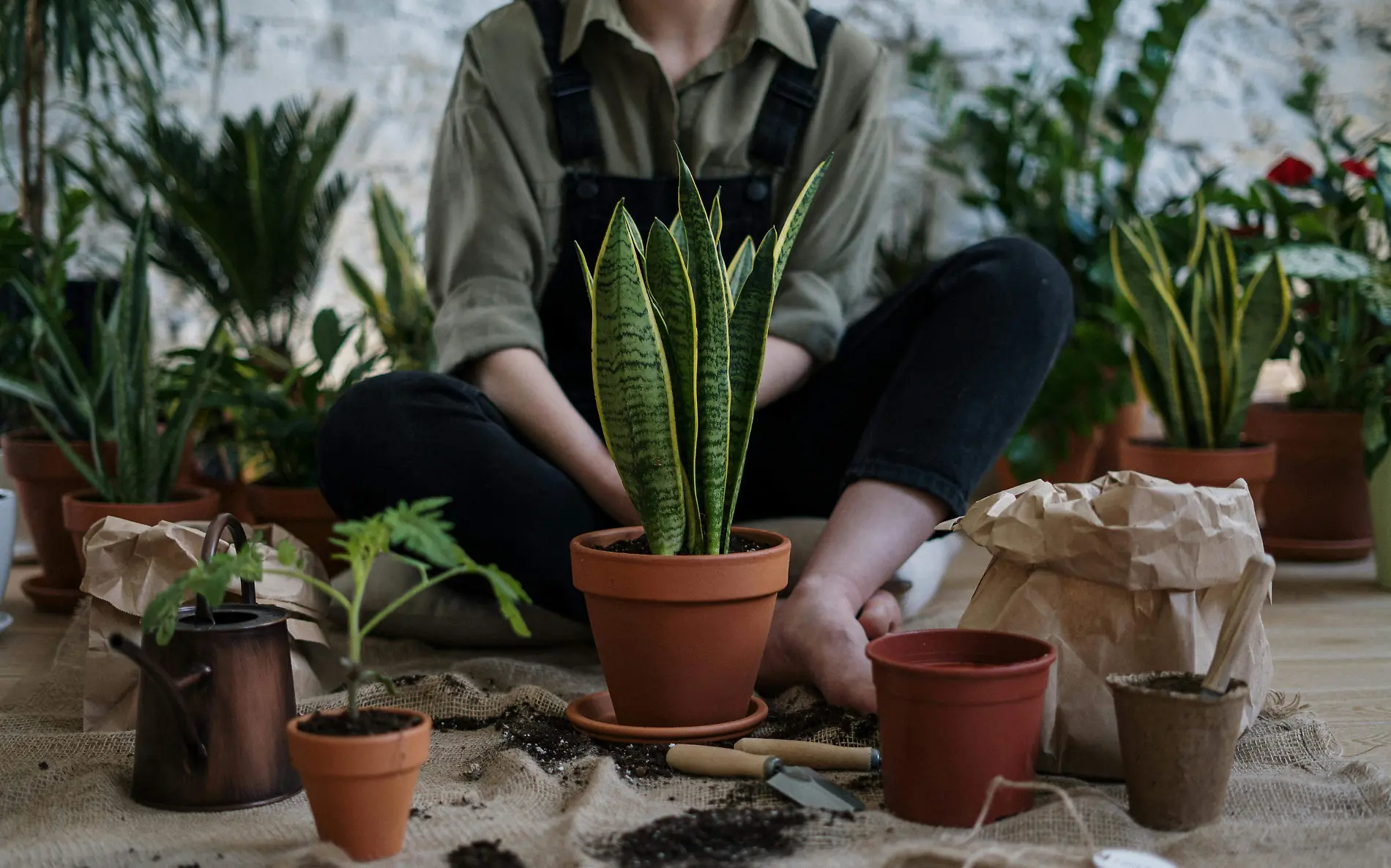 jardineria