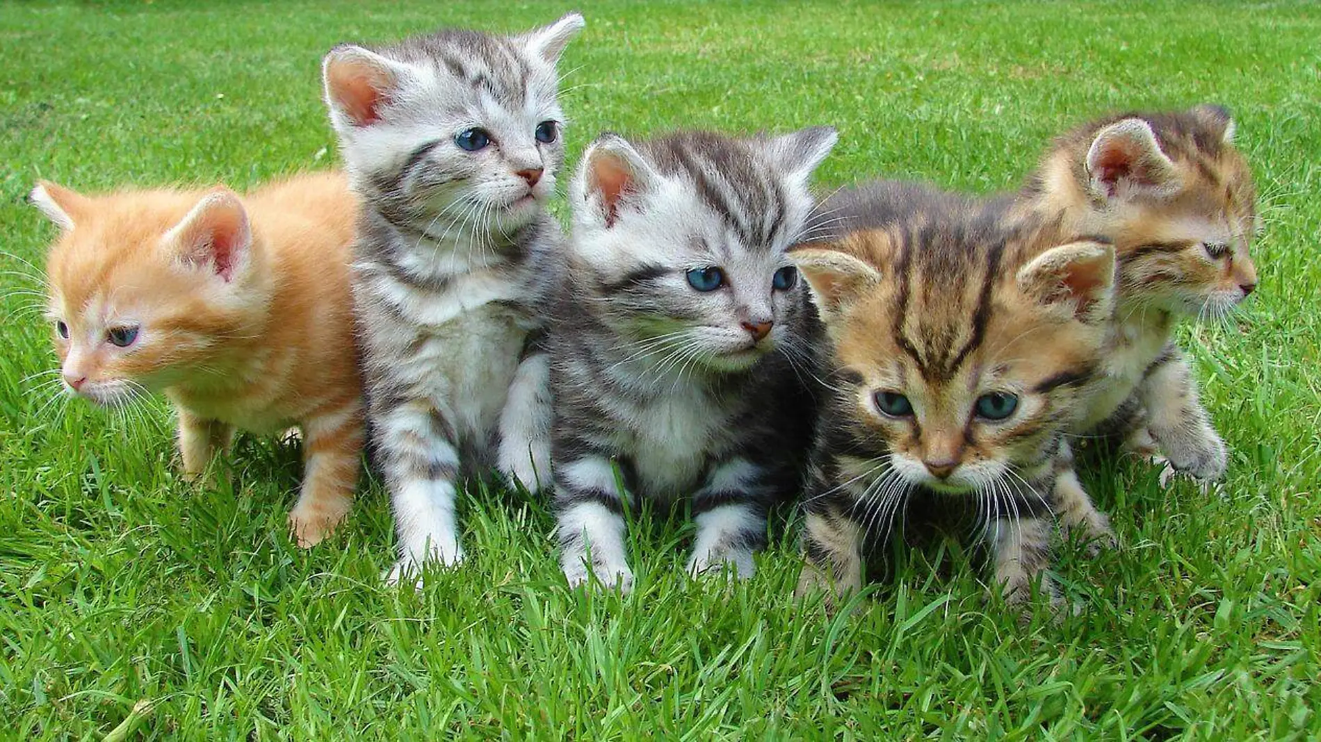 kittens-555822_1280