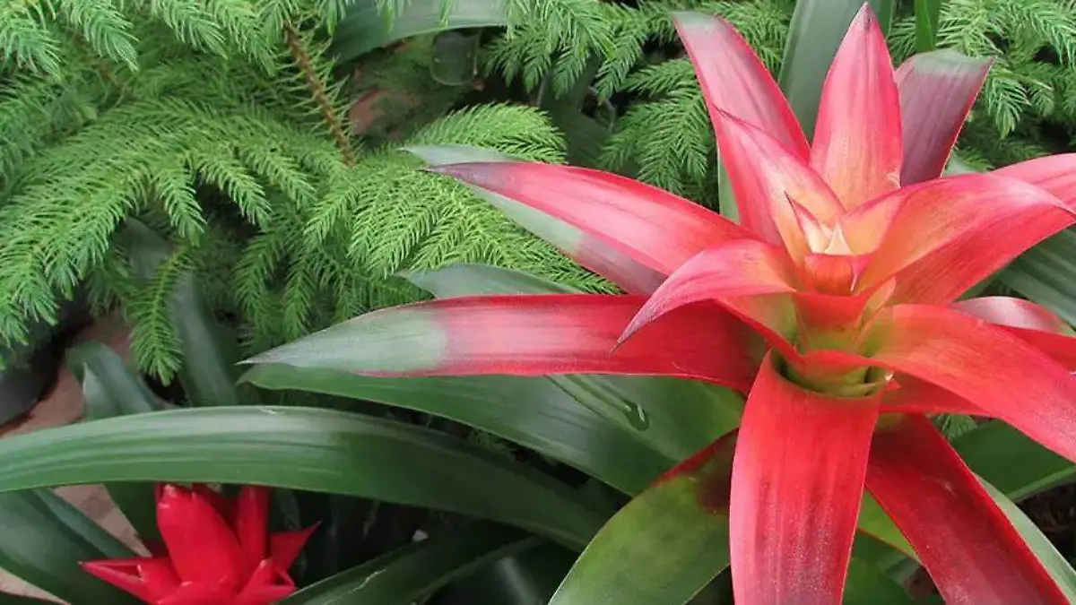 bromelia
