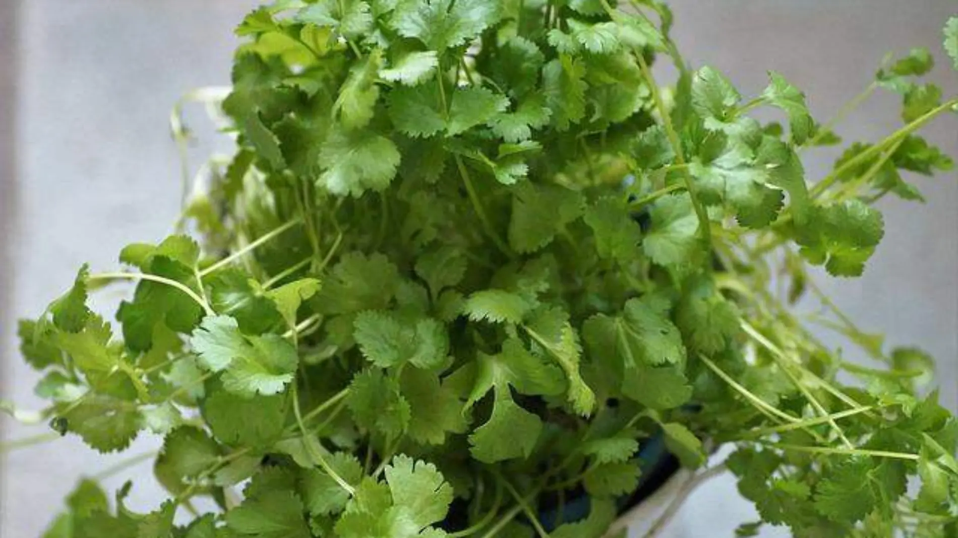 cilantro3