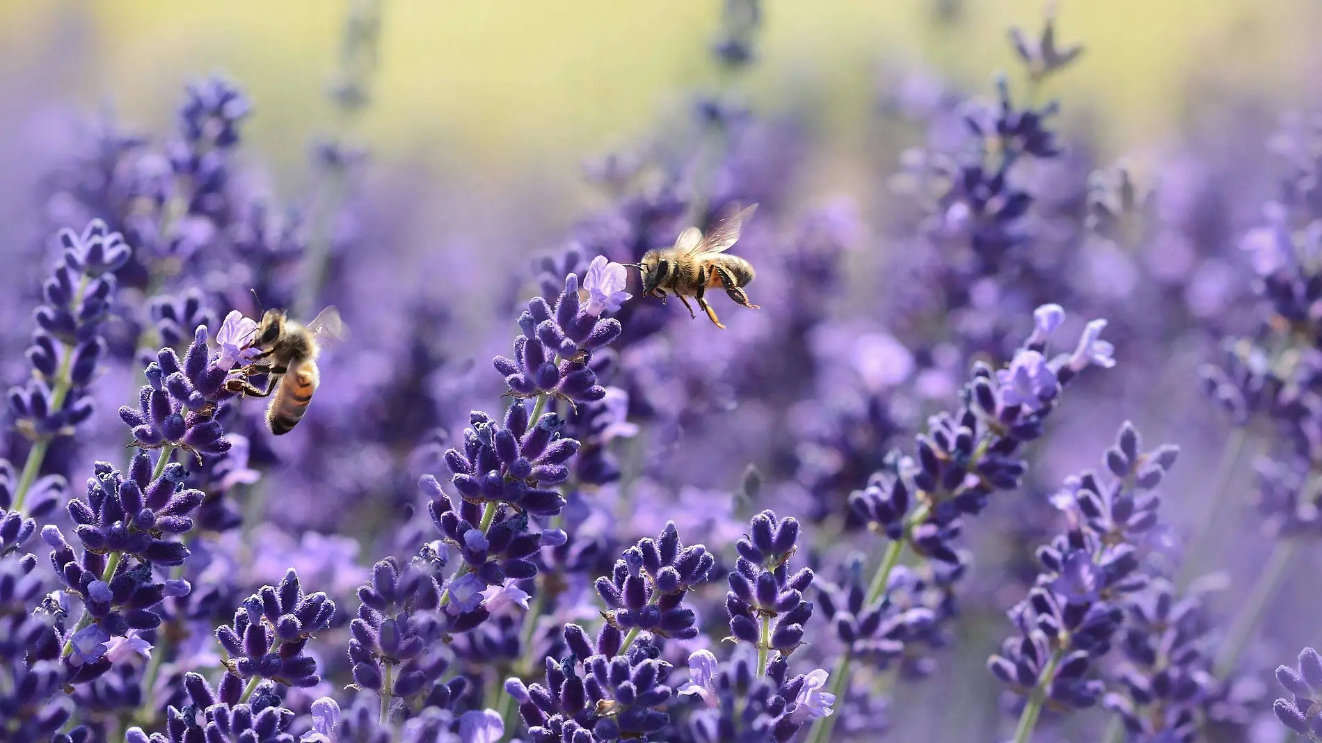 Lavanda