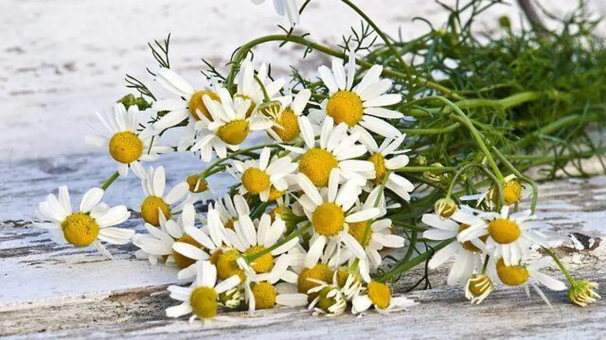 chamomile-1589449_640