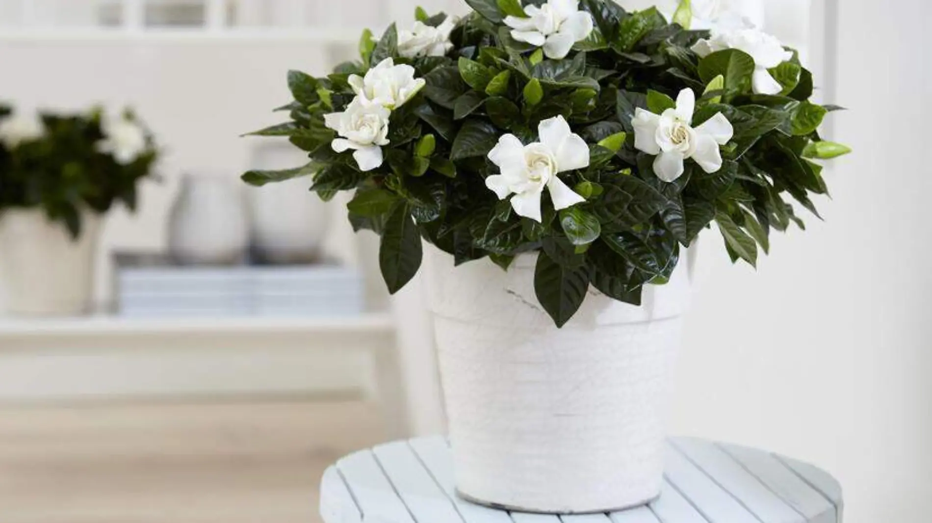 gardenias