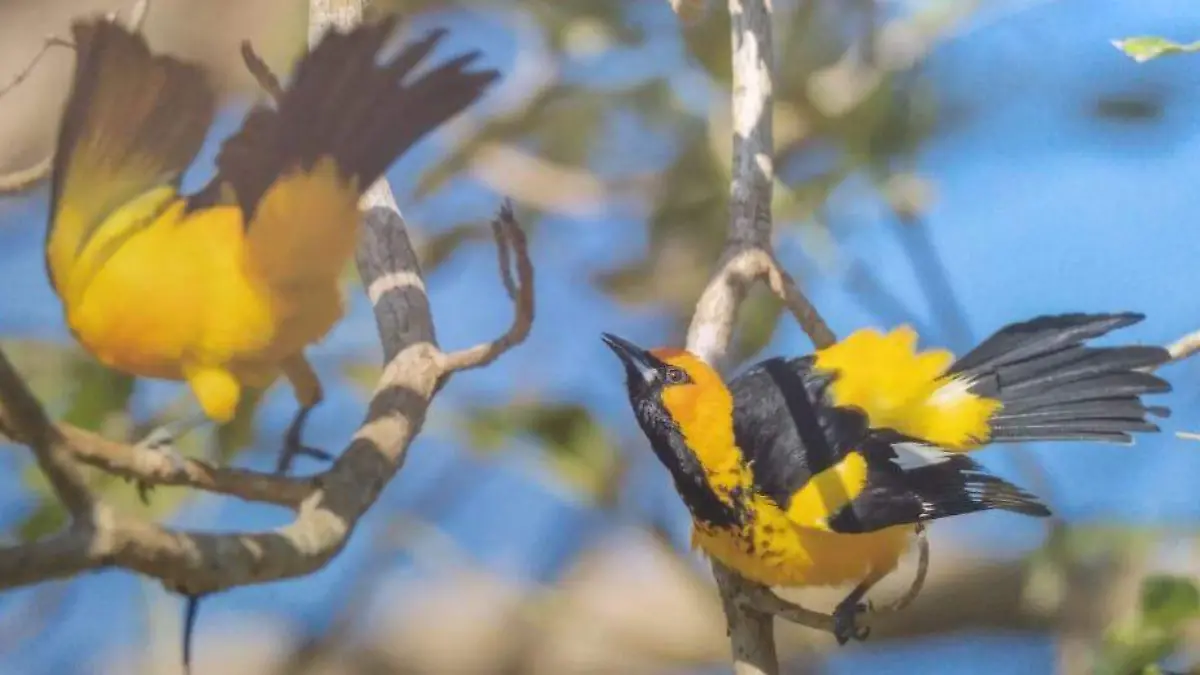aves, turismo, ingresos