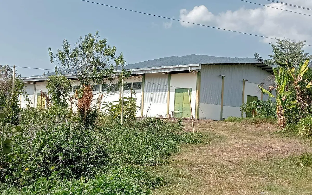 Bodega abandonada con plantas creciendo