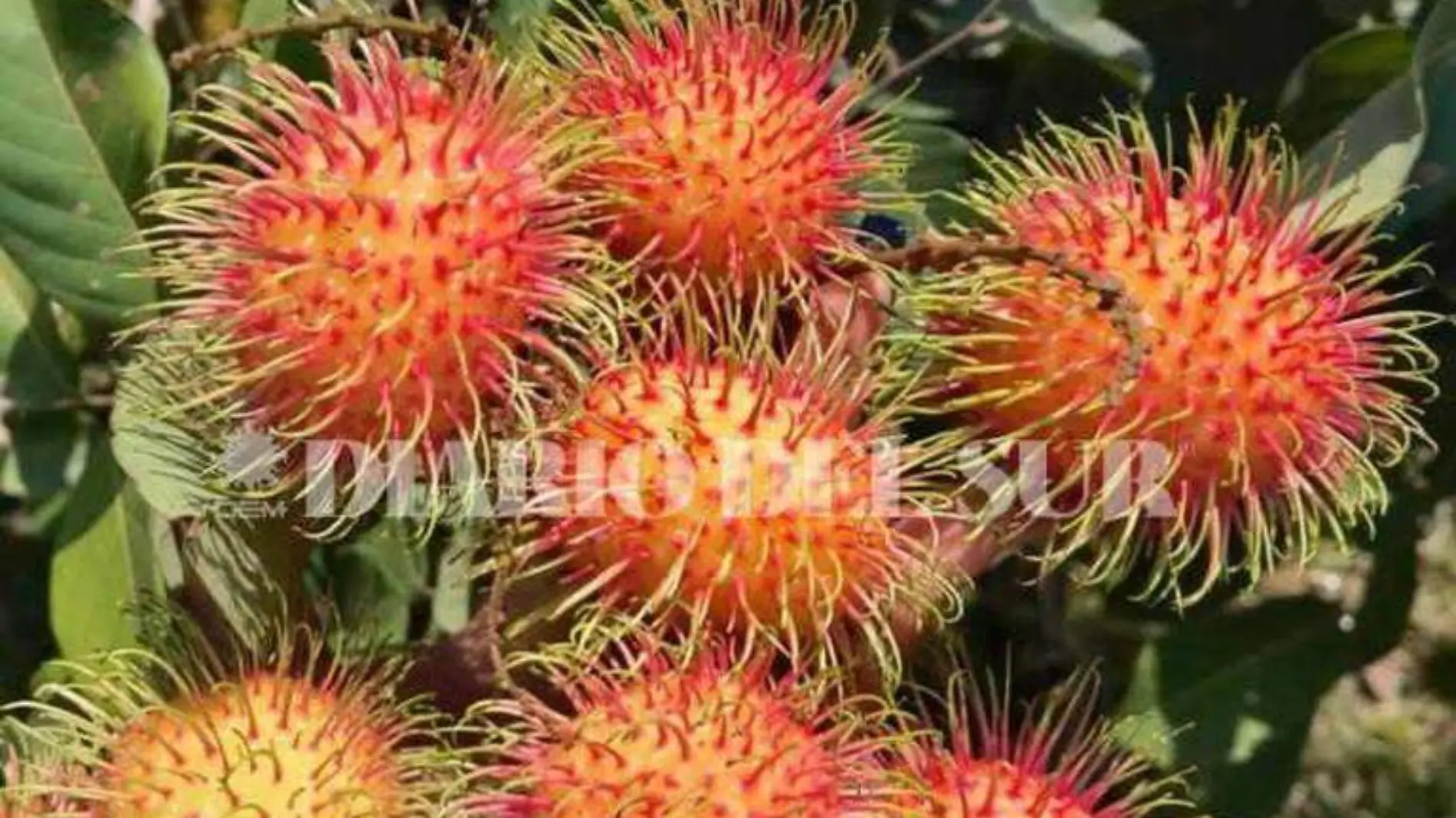 rambután