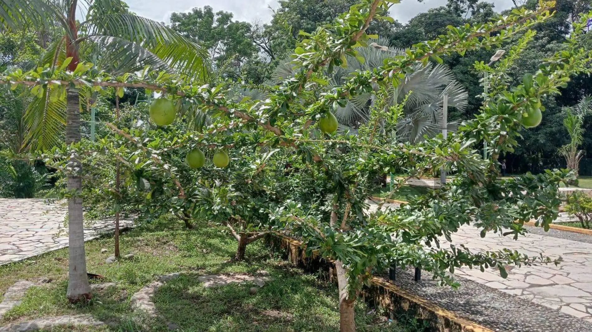 El árbol de Morro