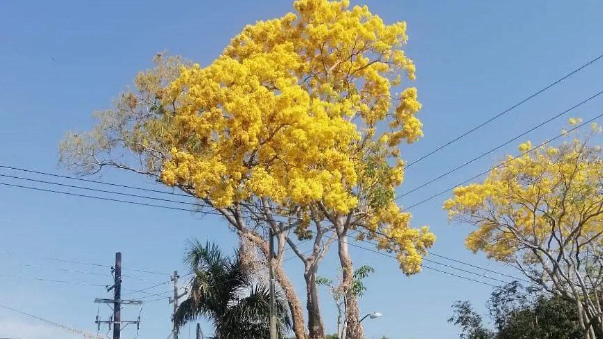 primavera1