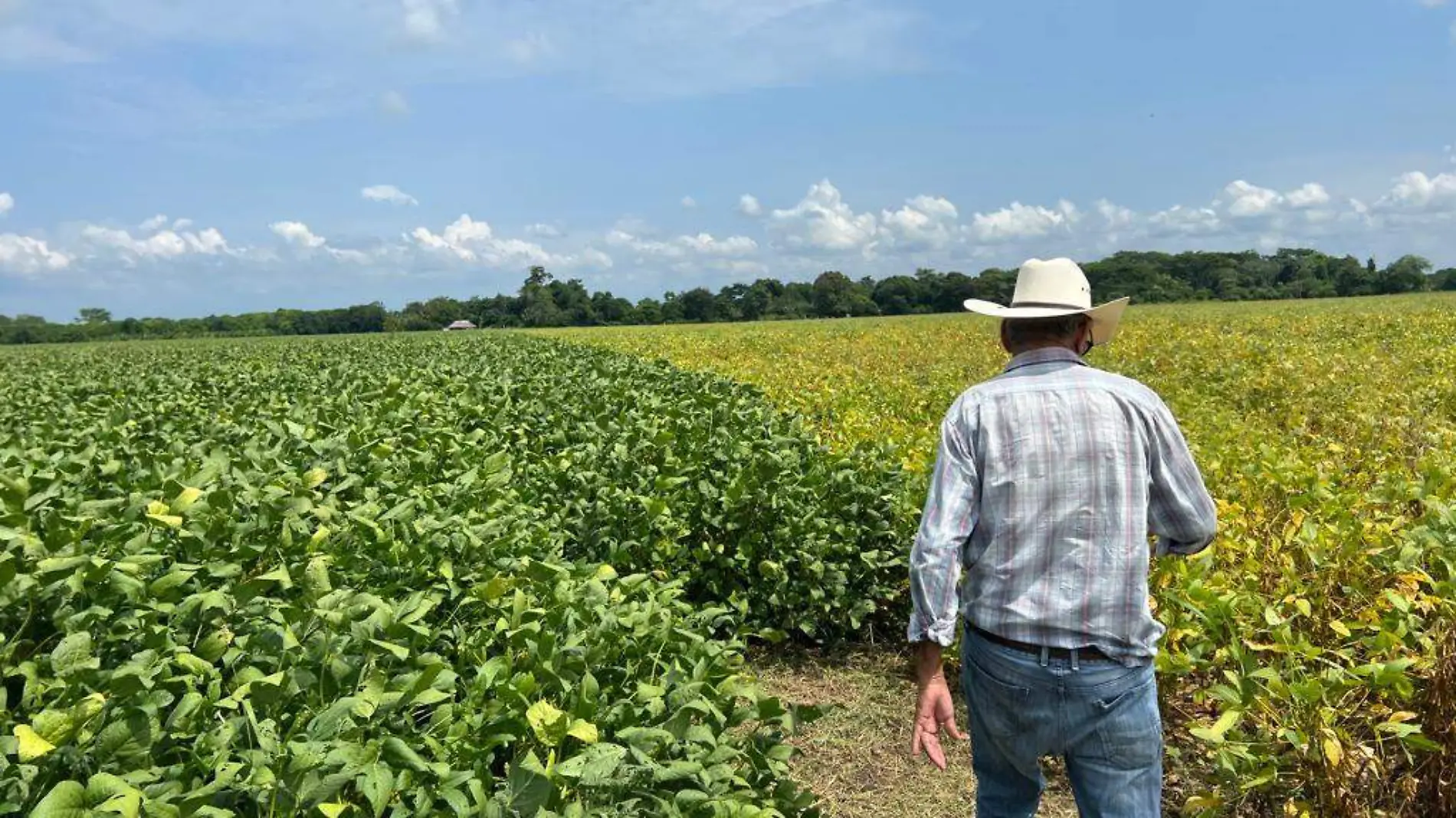 campesino