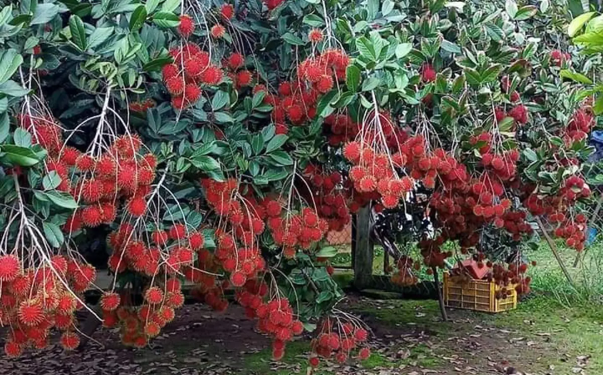 rambután
