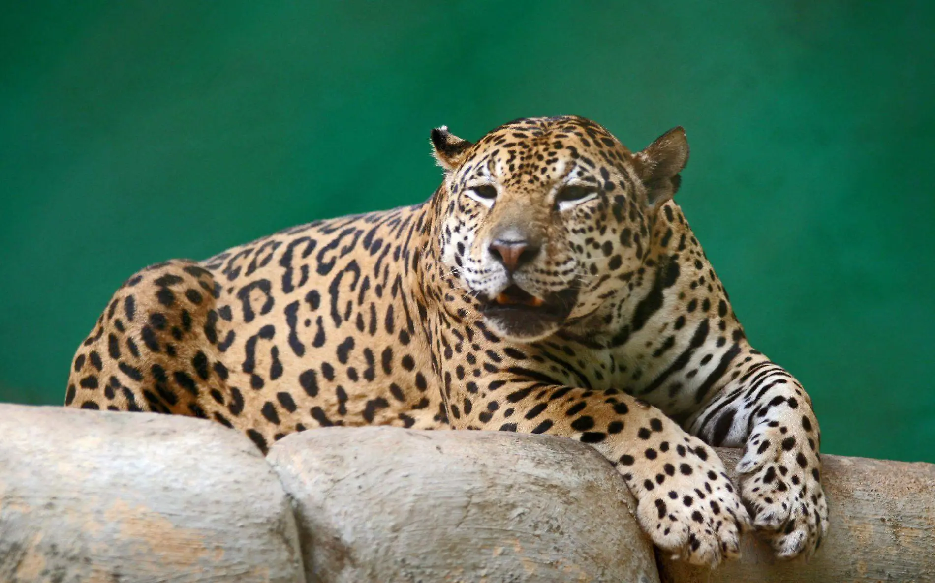 JAGUAR