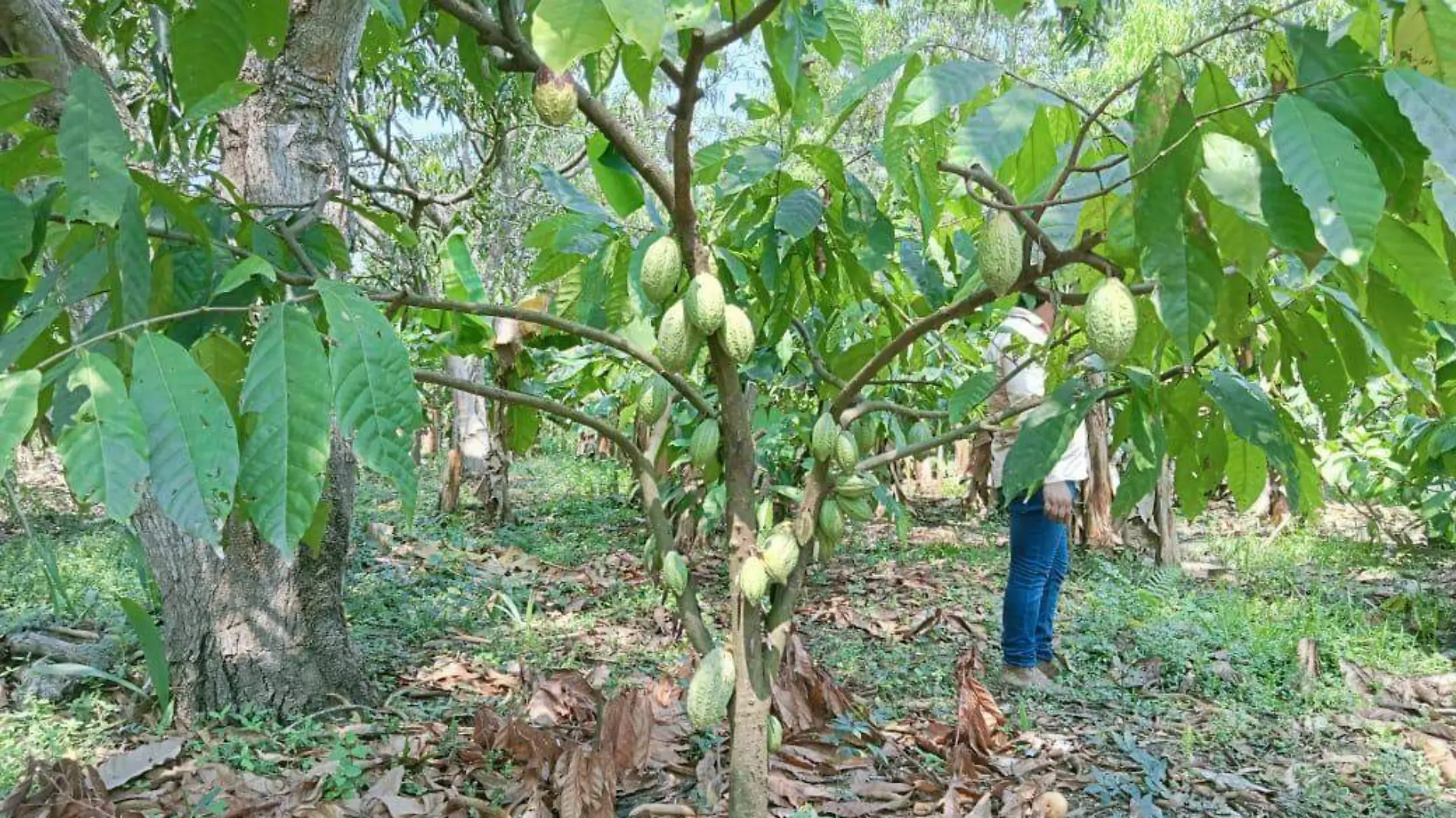 árbol de cacao