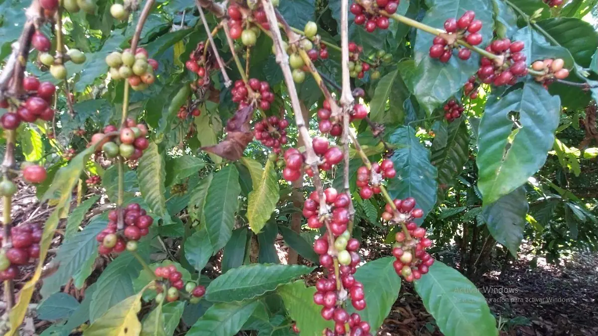 café en grano