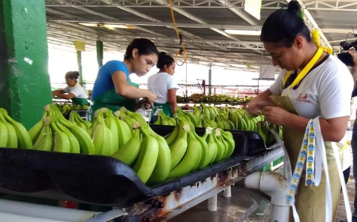 platano1