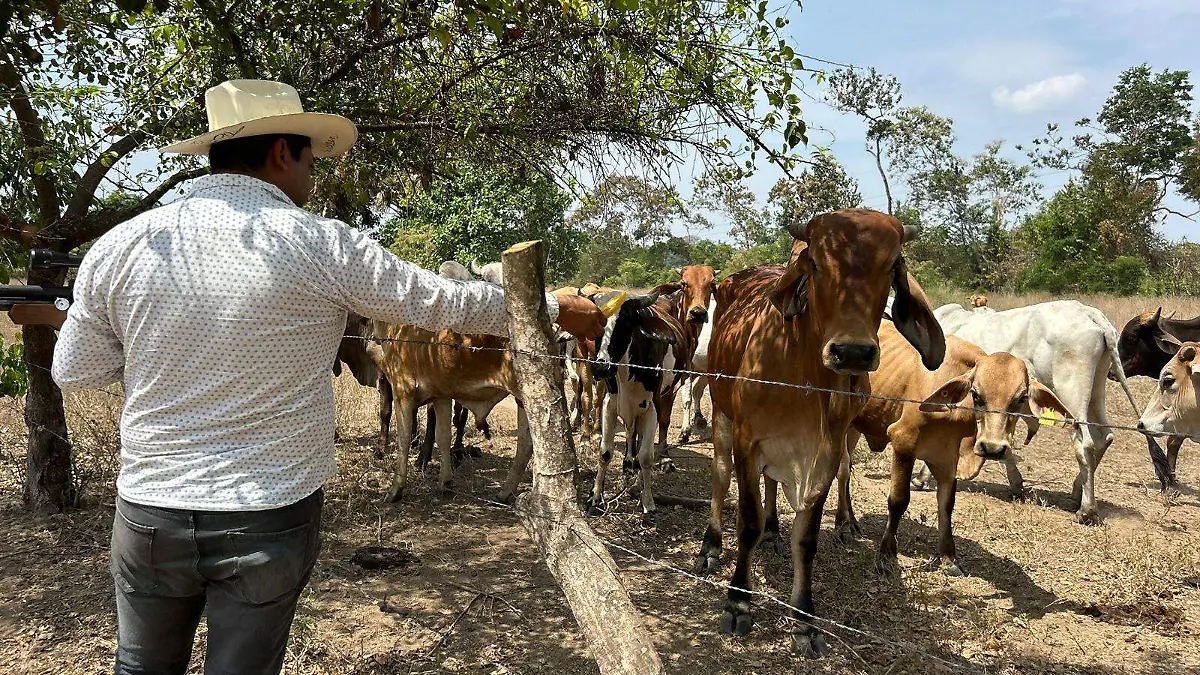 Ganadero con sus vacas