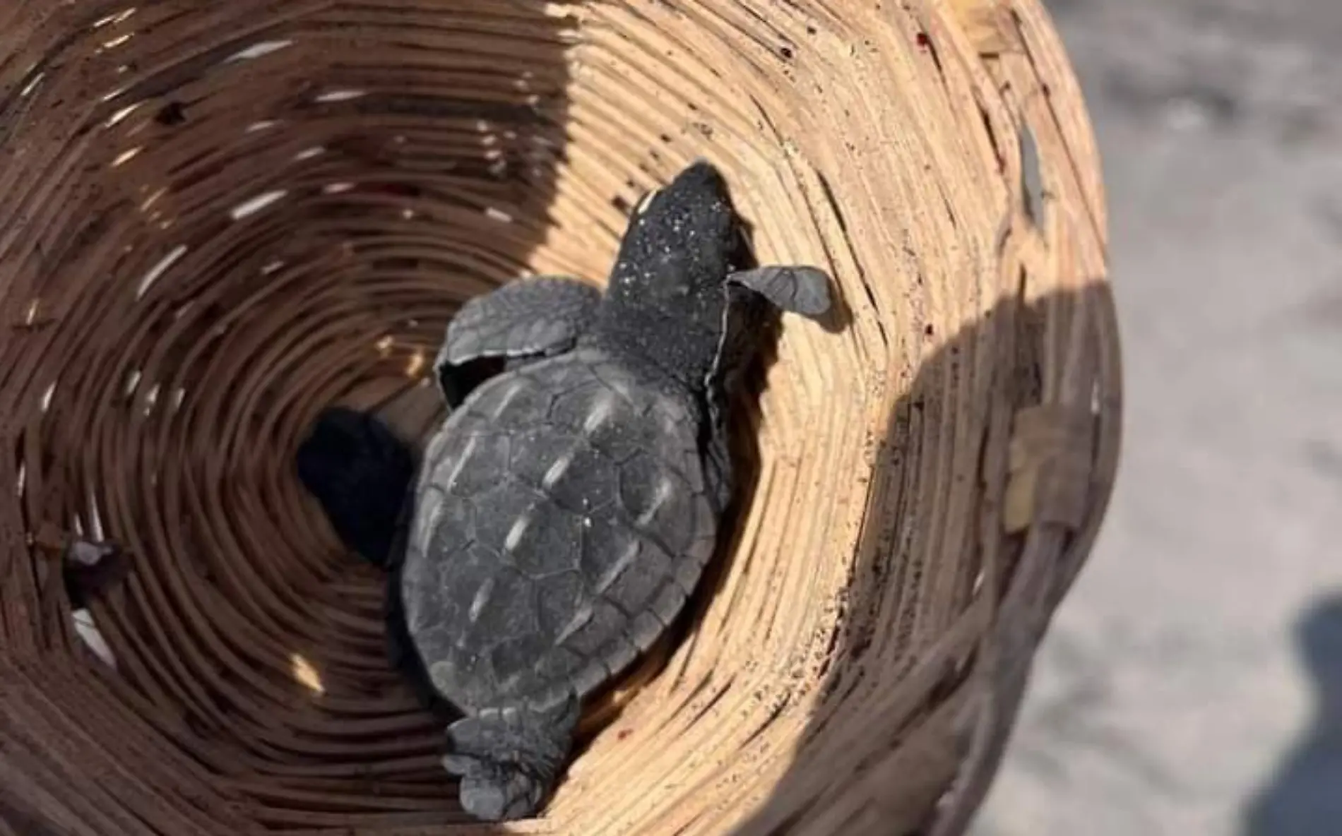 tortuguita