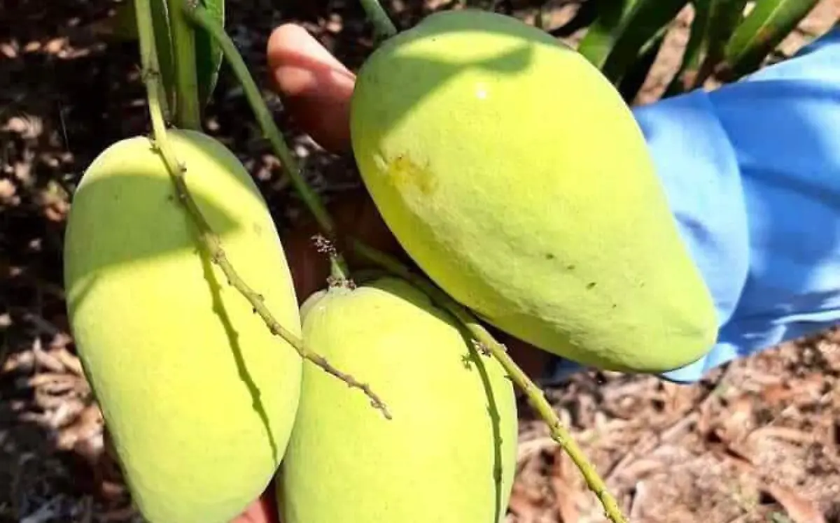 mango ataulfo