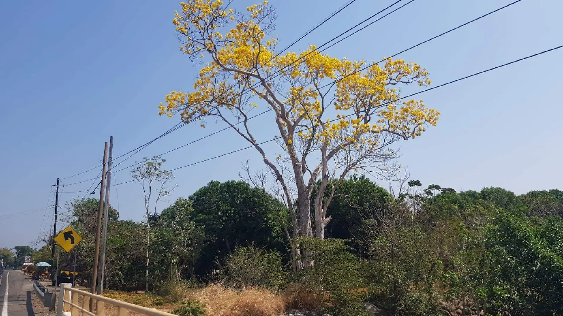 árbol