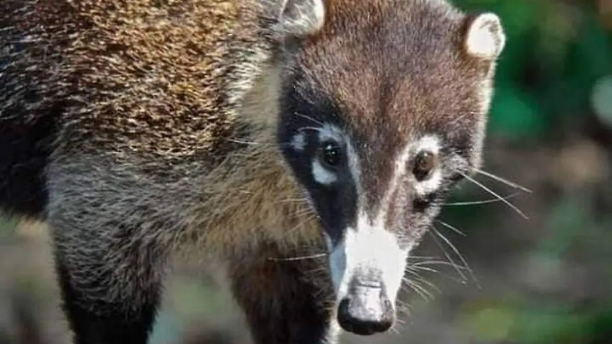 Coatí