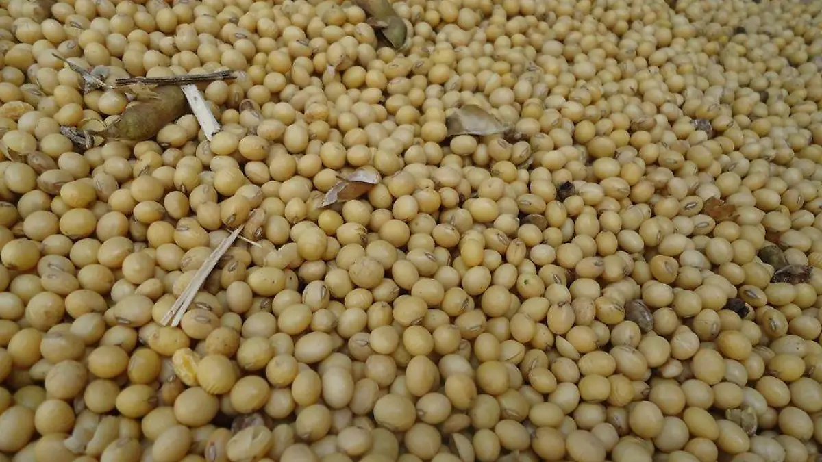 soya1