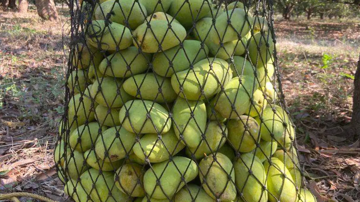 mango1