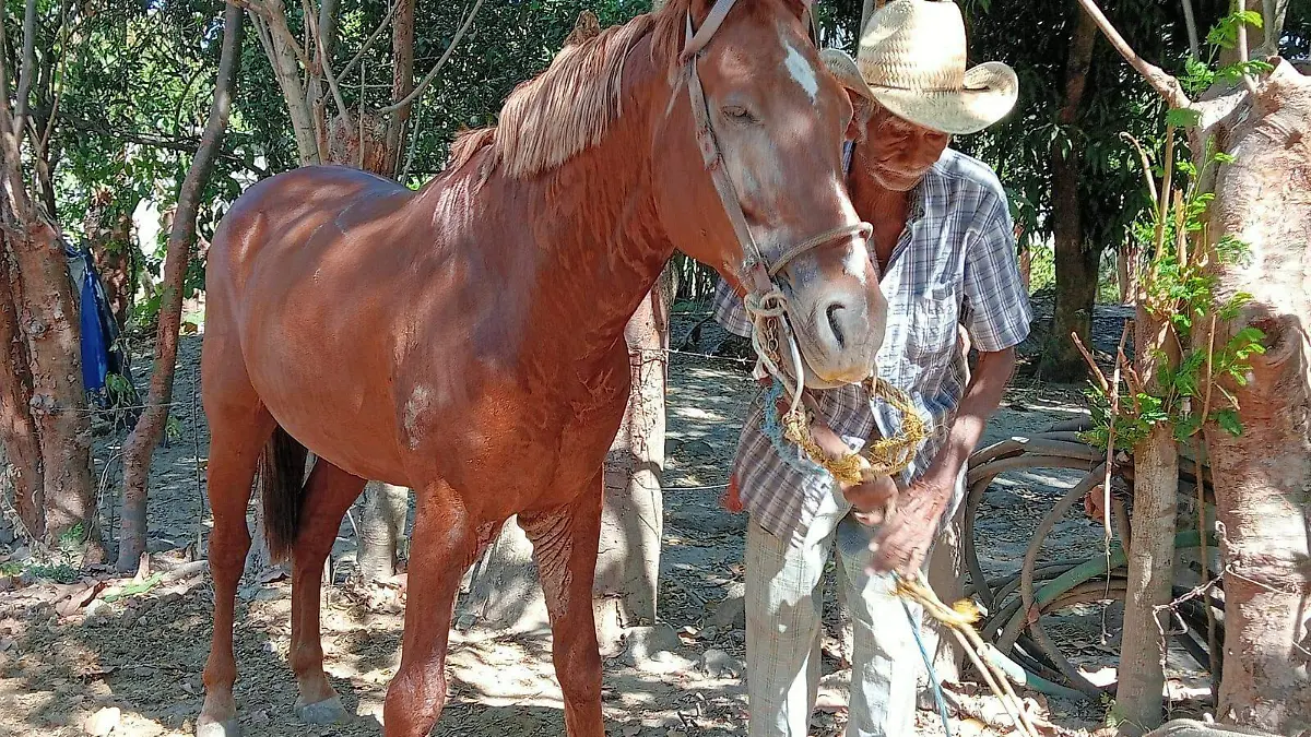 don manuel con su caballo