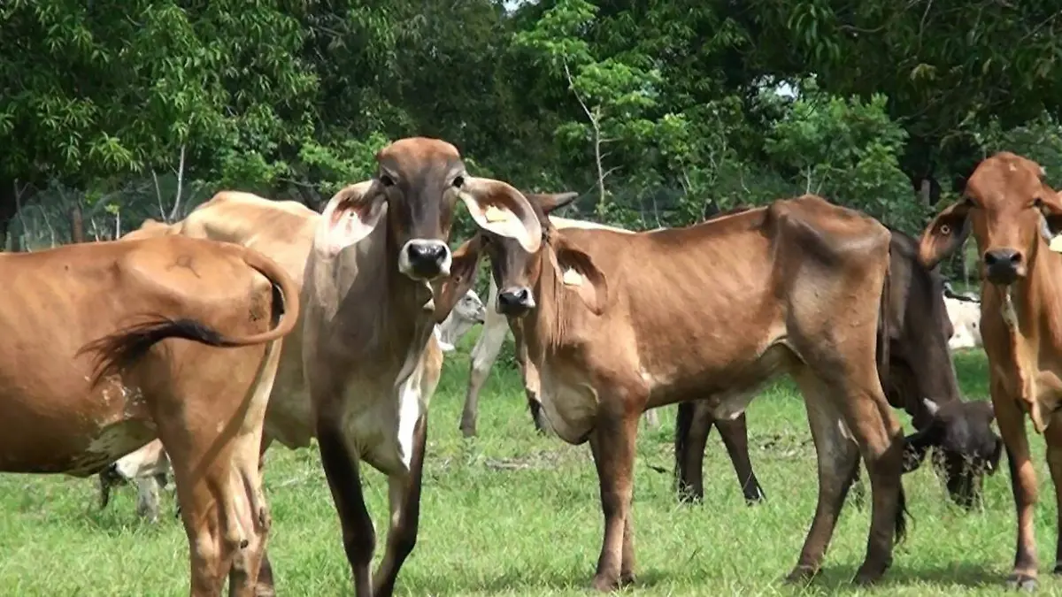 ganado, productores, pérdidas