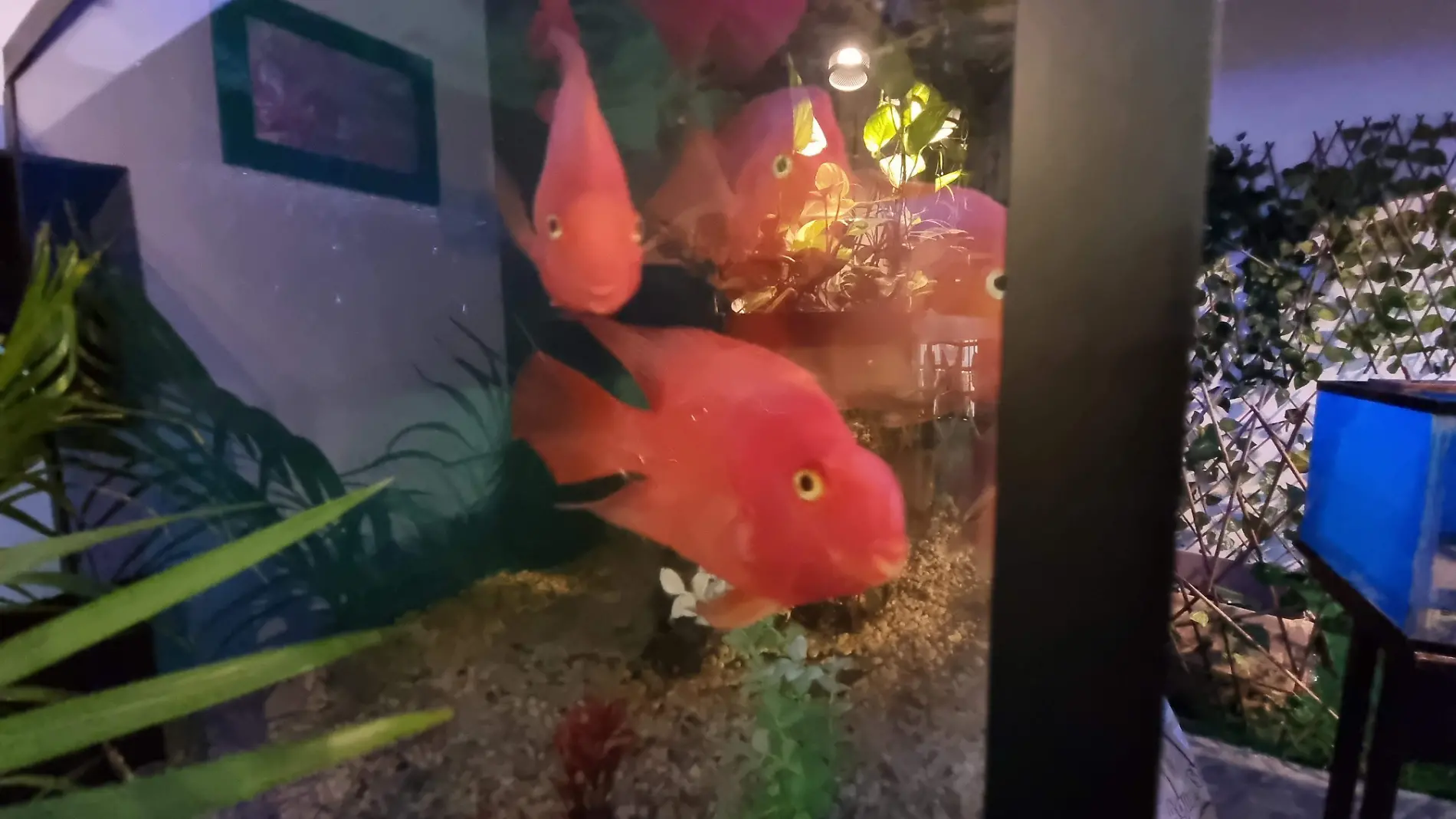 peces rojos