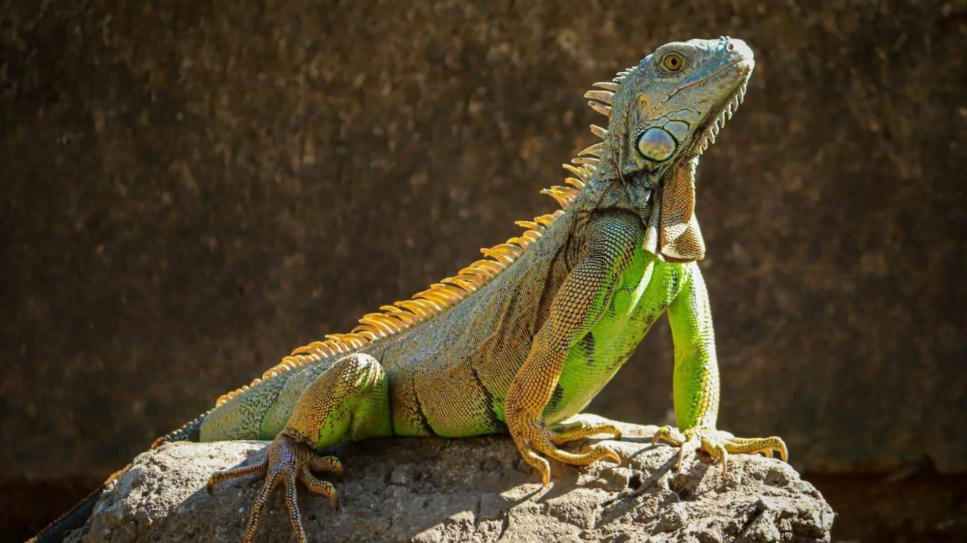 Iguana