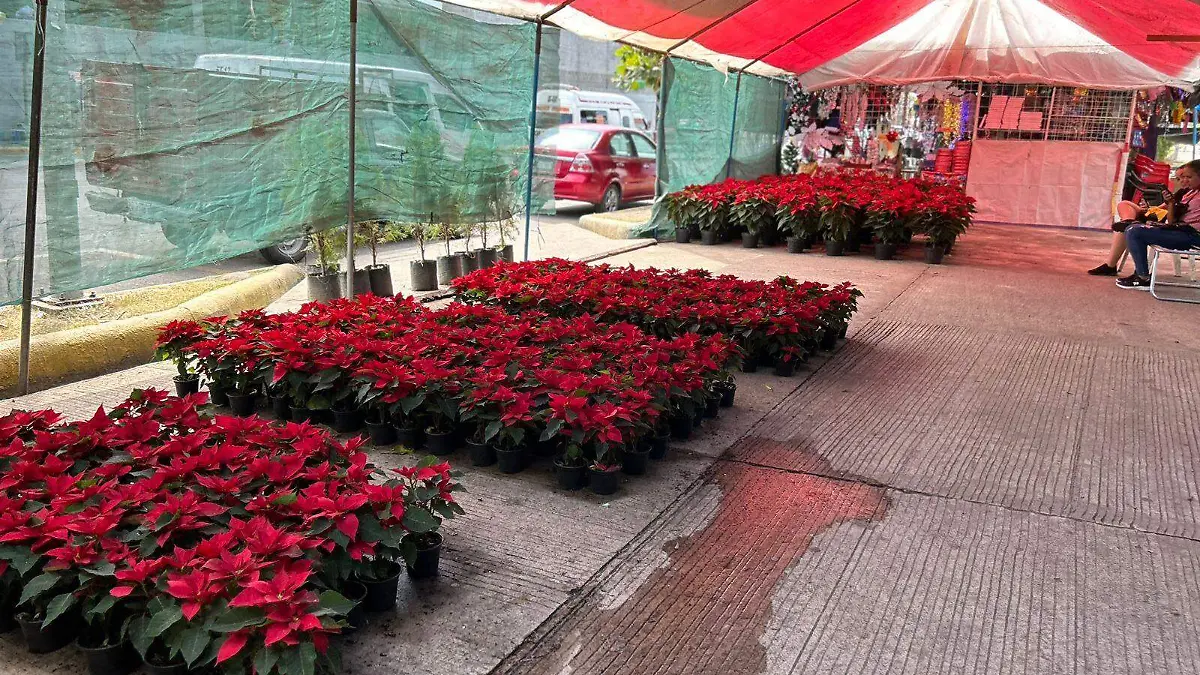 flores de Nochebuena