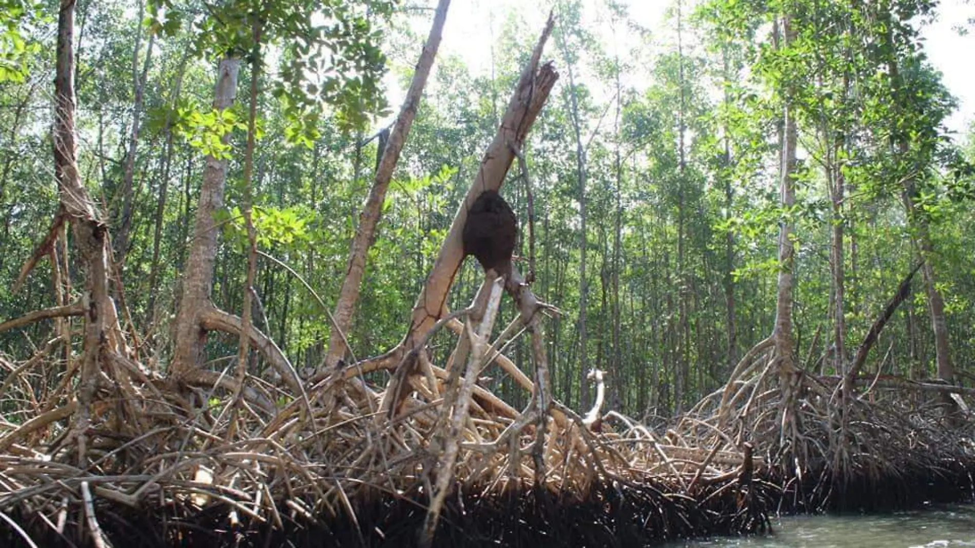 manglar