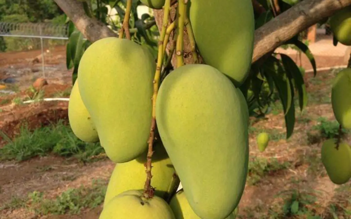 mango