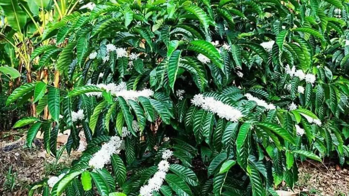 mata de café floreando