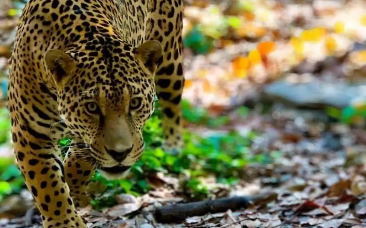 Jaguar