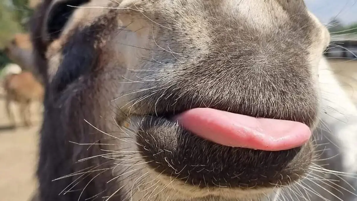 Burrito sacando la lengua