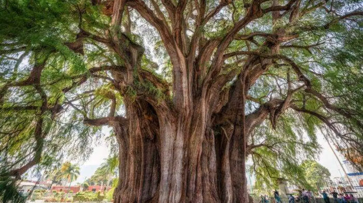 Árbol del Tule Oaxaca