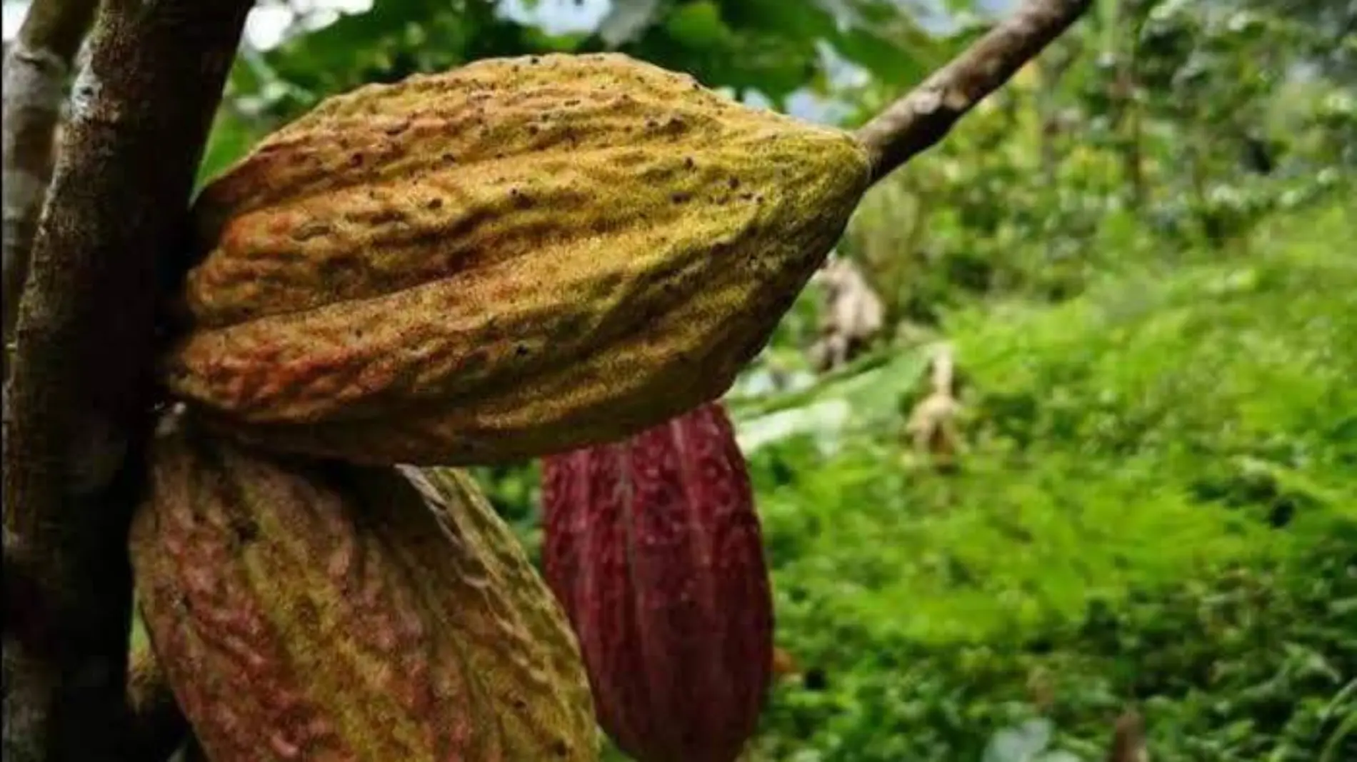 CACAO