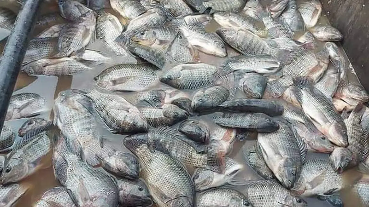 tilapia