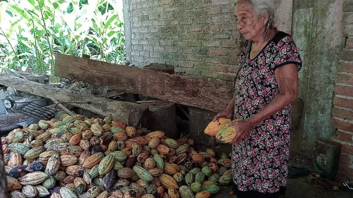 Doña Demetria con varios frutos de cacaos