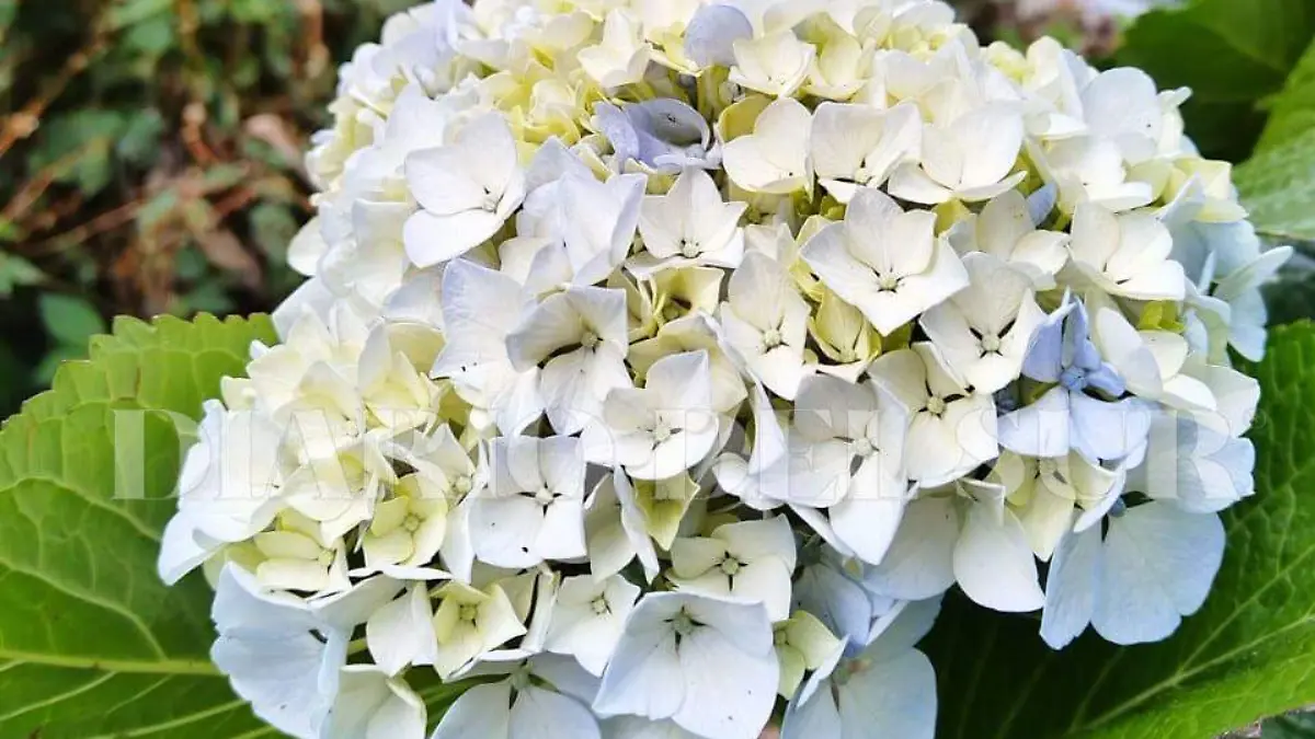 flora del volcán Tacaná