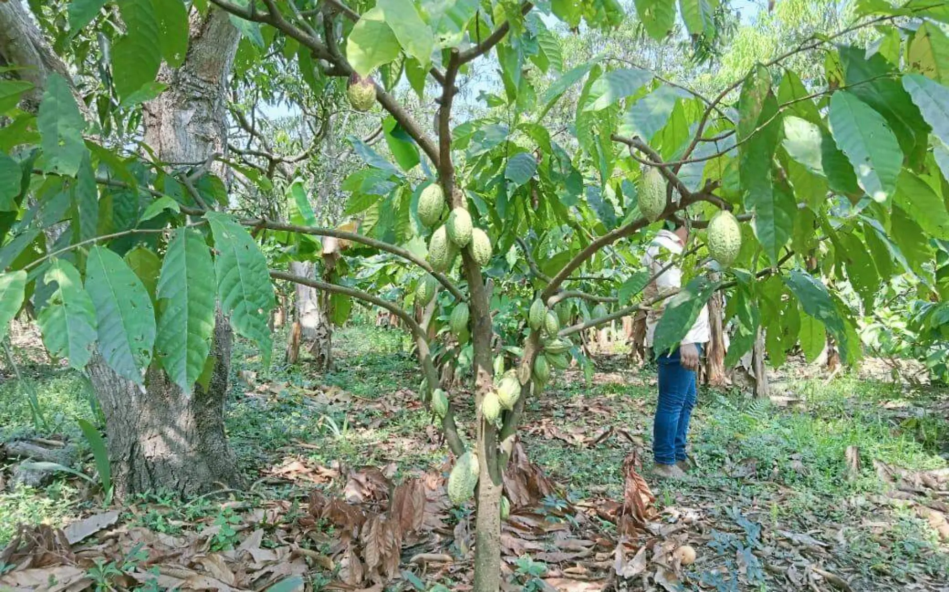 Cacao