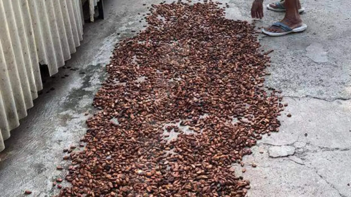 Doña Demetria secando cacao