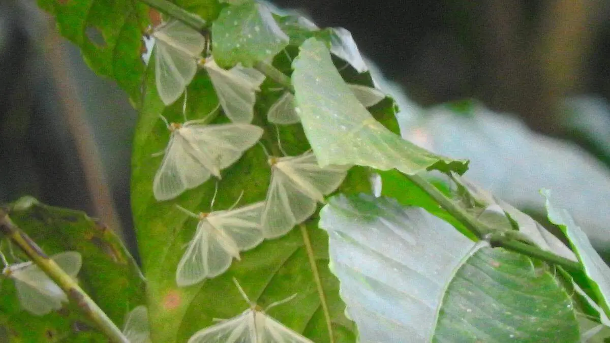 mariposas alas de agua