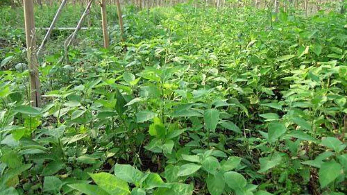 plantas de hierba mora