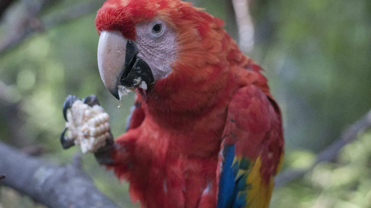Guacamaya