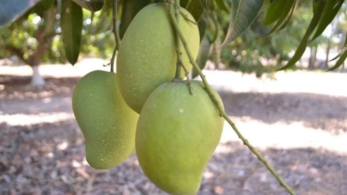 mango, fruta, verde,