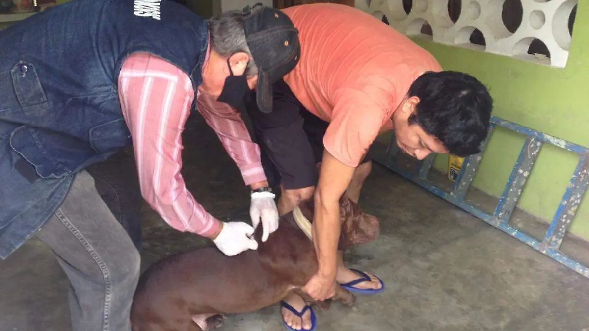 mascota, vacuna,