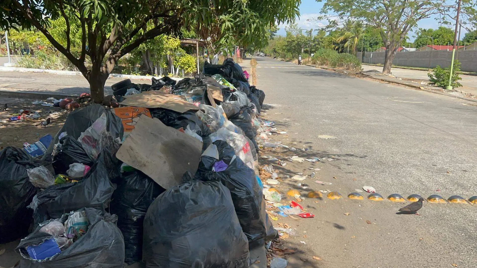 Bolsas con basura en la calle